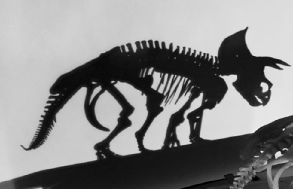 dinosaur skeleton silhouette